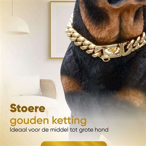 gouden halsband hond
